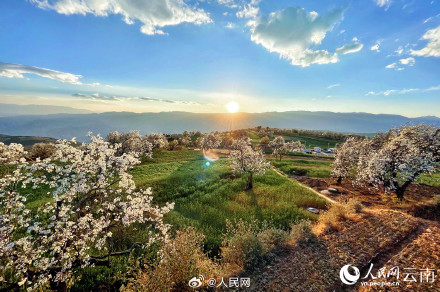 云南万株梨花开出雪色浪漫