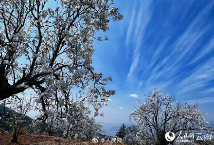 云南万株梨花开出雪色浪漫