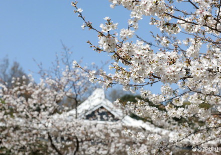 太美了！武大樱花绽放