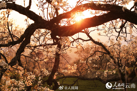 云南万株梨花开出雪色浪漫