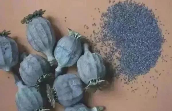 春耕播种,这种植物可搞不得! 春耕播种,这种植物可搞不得!