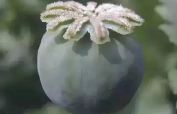 春耕播种,这种植物可搞不得! 春耕播种,这种植物可搞不得!