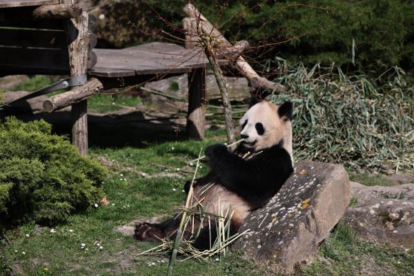 法国:春天里看大熊猫 法国:春天里看大熊猫