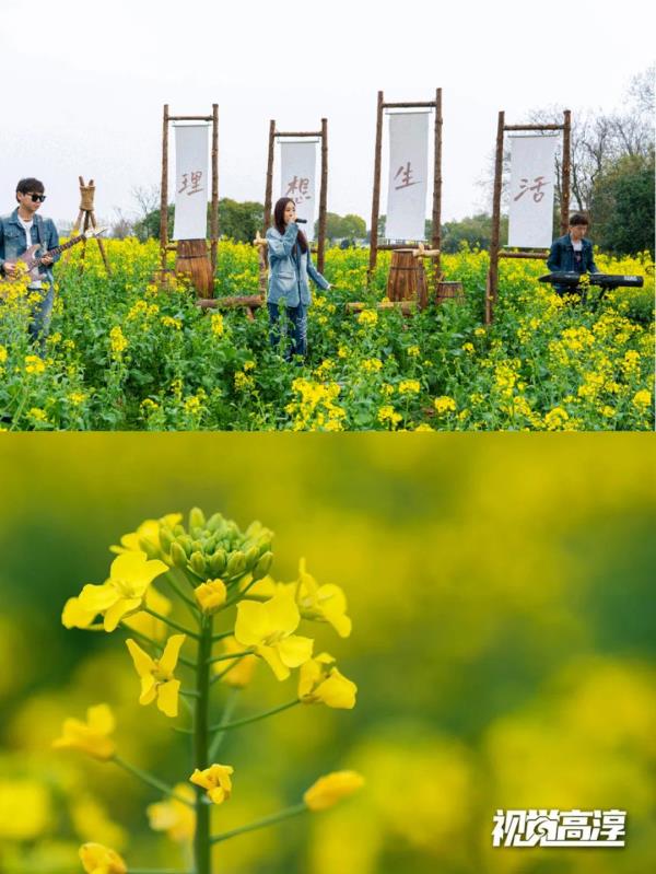 【名镇】长三角的油菜花开好了，你打卡了吗🥰 🥰 🥰？