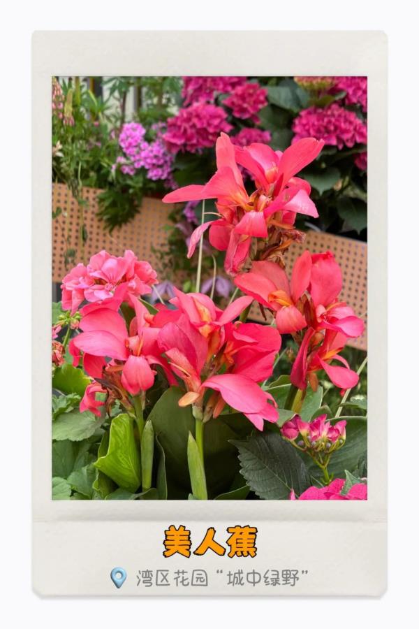 湾区繁花开，你识得多少种？