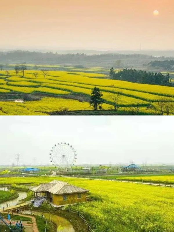 【名镇】长三角的油菜花开好了，你打卡了吗🥰 🥰 🥰？