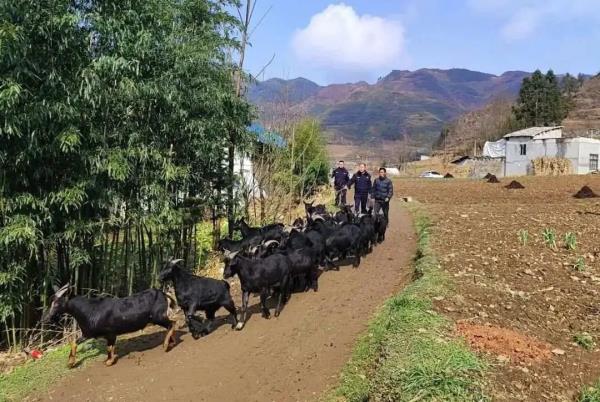 17只羊,齐了! 17只羊,齐了!