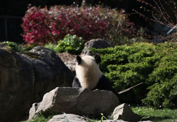 法国:春天里看大熊猫 法国:春天里看大熊猫