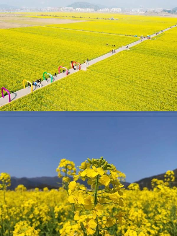 【名镇】长三角的油菜花开好了，你打卡了吗🥰 🥰 🥰？