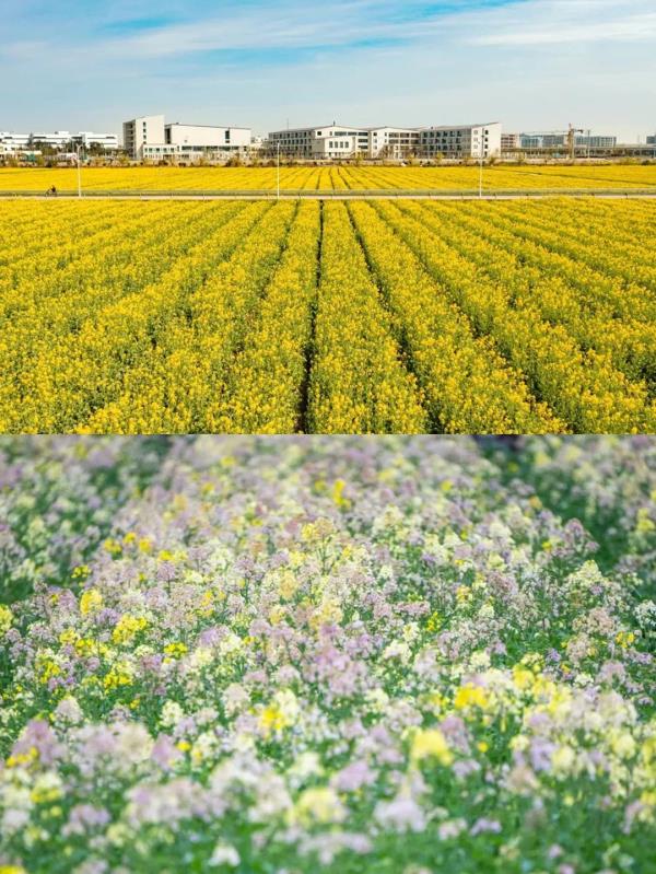 【名镇】长三角的油菜花开好了，你打卡了吗🥰 🥰 🥰？