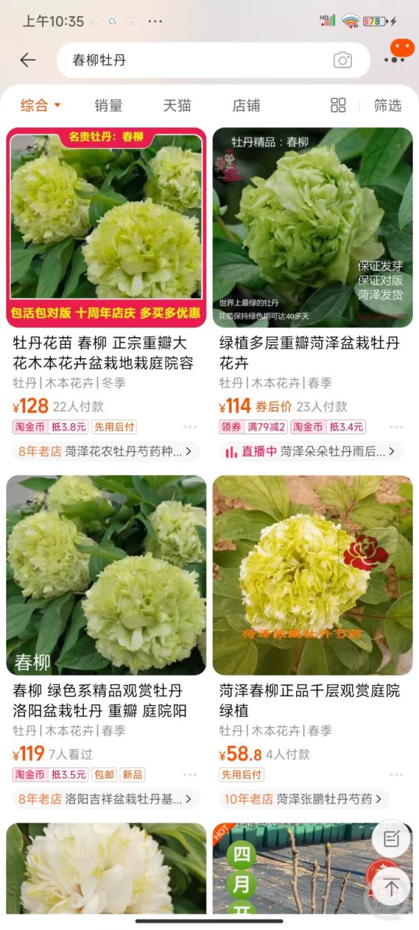 洛阳绿牡丹提前开花酷似卷心菜,园方:用了些技术手段 洛阳绿牡丹提前开花酷似卷心菜,园方:用了些技术手段