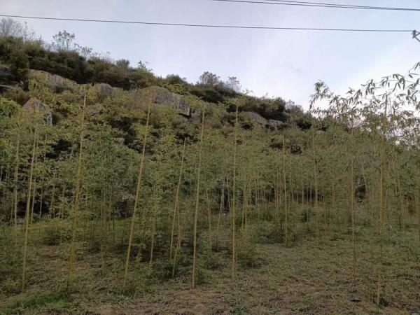 秦岭北麓：“南竹北移”添新绿