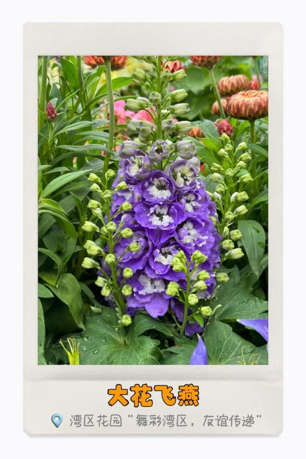 湾区繁花开，你识得多少种？