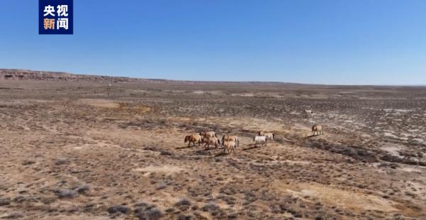 新疆福海县卡拉麦里自然保护区野马数量增至25匹 新疆福海县卡拉麦里自然保护区野马数量增至25匹