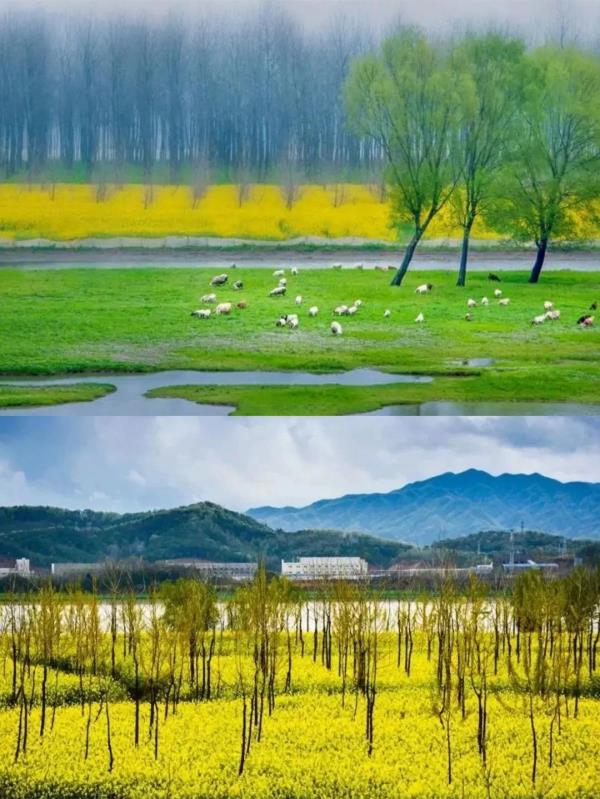 【名镇】长三角的油菜花开好了，你打卡了吗🥰 🥰 🥰？