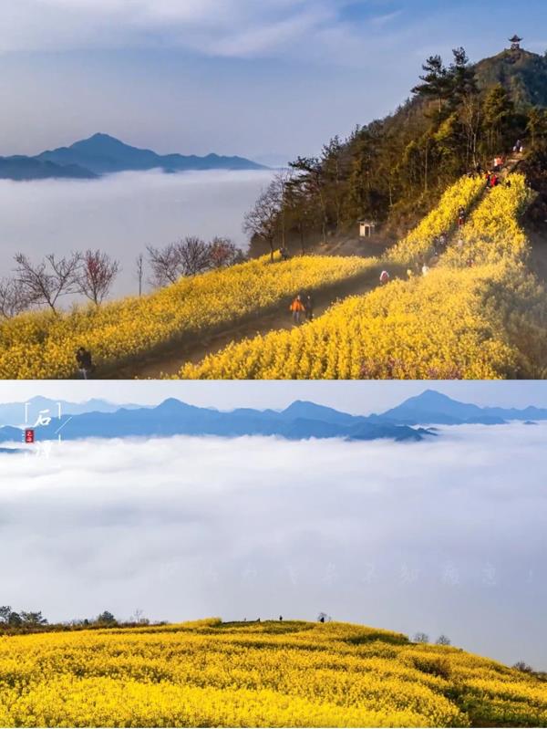 【名镇】长三角的油菜花开好了，你打卡了吗🥰 🥰 🥰？