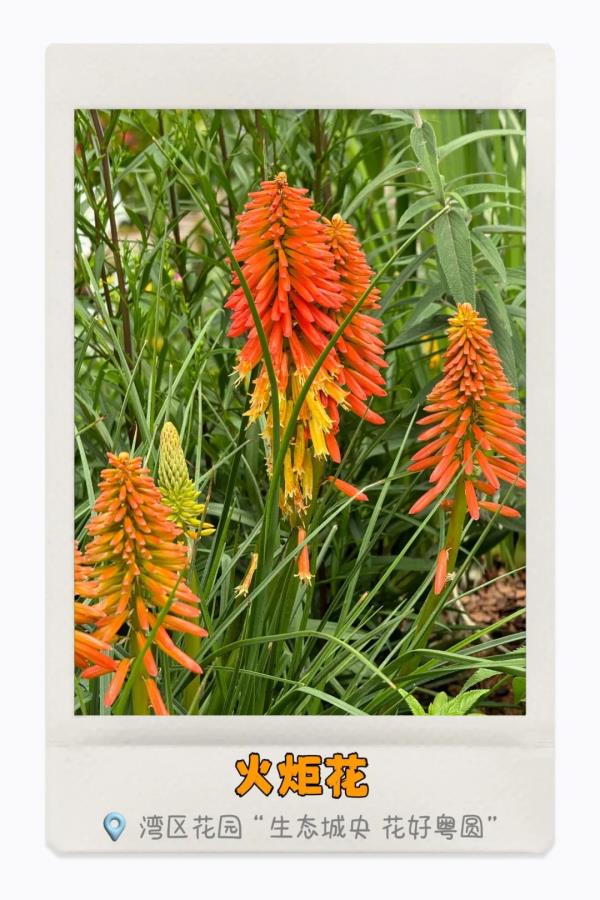 湾区繁花开，你识得多少种？