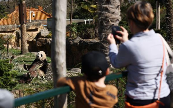 法国:春天里看大熊猫 法国:春天里看大熊猫