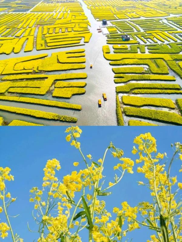 【名镇】长三角的油菜花开好了，你打卡了吗🥰 🥰 🥰？