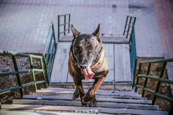 为最忠诚的无言战友点赞！武警警犬专业训练又帅又勇