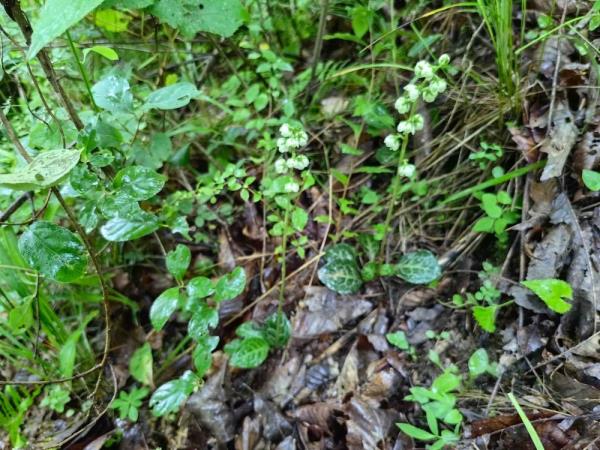 重庆阴条岭国家级自然保护区首次发现鹿蹄草 重庆阴条岭国家级自然保护区首次发现鹿蹄草