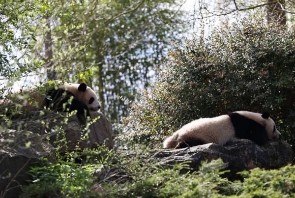 法国:春天里看大熊猫 法国:春天里看大熊猫