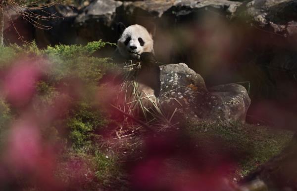 法国:春天里看大熊猫 法国:春天里看大熊猫