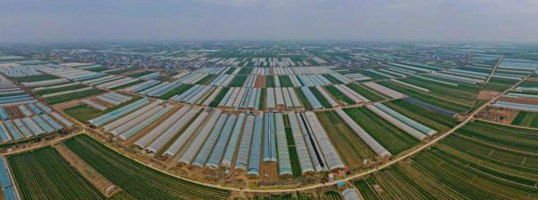 西安高陵区:普罗旺斯西红柿“红火”了咱的好日子 西安高陵区:普罗旺斯西红柿“红火”了咱的好日子