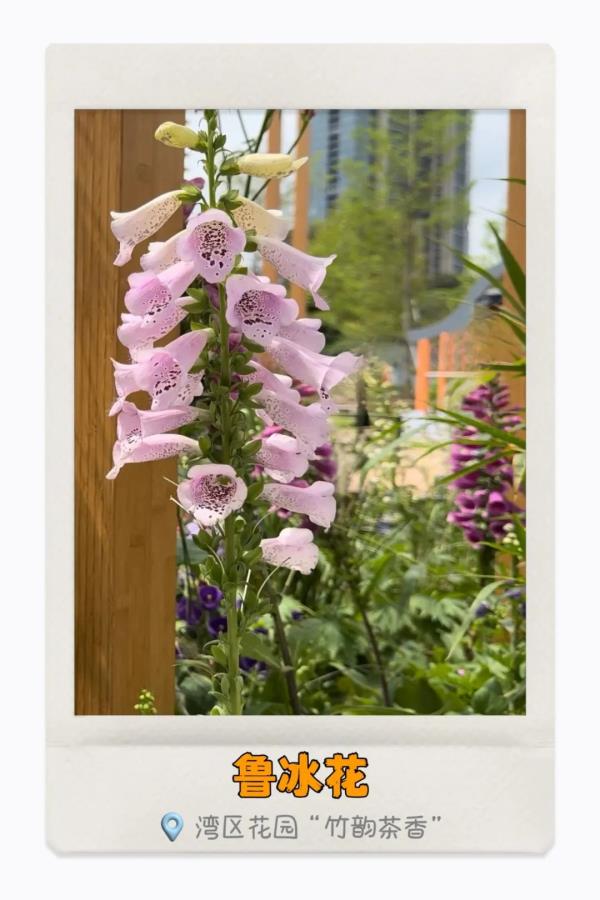 湾区繁花开，你识得多少种？
