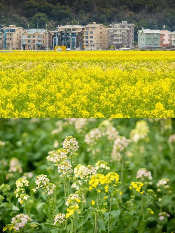 【名镇】长三角的油菜花开好了，你打卡了吗🥰 🥰 🥰？