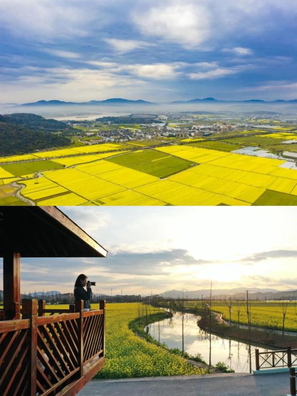 【名镇】长三角的油菜花开好了，你打卡了吗🥰 🥰 🥰？