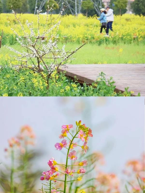 【名镇】长三角的油菜花开好了，你打卡了吗🥰 🥰 🥰？