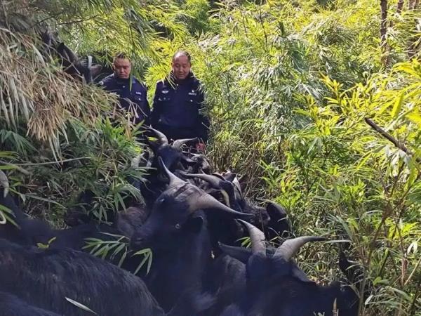 17只羊,齐了! 17只羊,齐了!