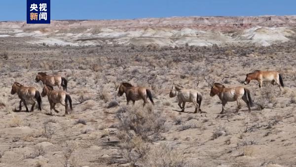 新疆福海县卡拉麦里自然保护区野马数量增至25匹 新疆福海县卡拉麦里自然保护区野马数量增至25匹