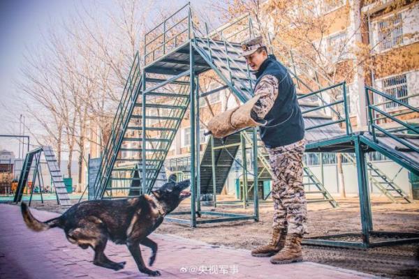 为最忠诚的无言战友点赞！武警警犬专业训练又帅又勇