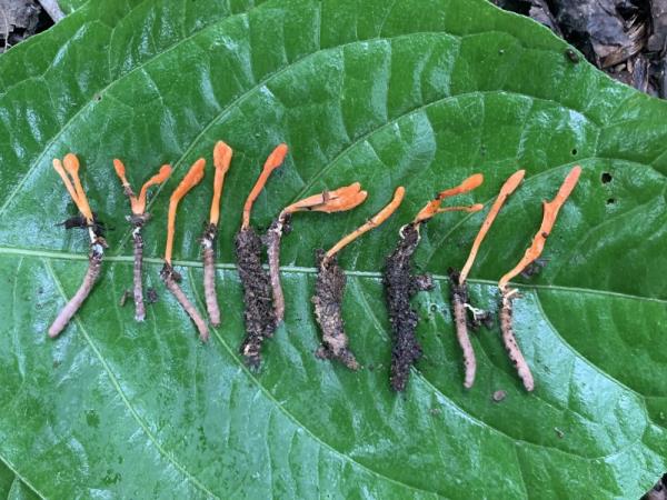 钱塘江源头发现虫草全球新物种