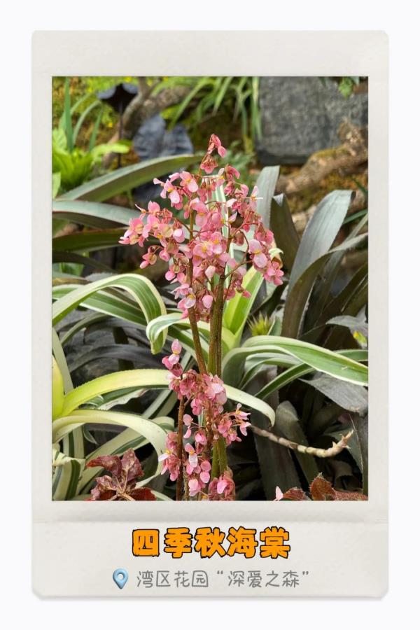 湾区繁花开，你识得多少种？