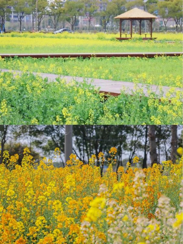 【名镇】长三角的油菜花开好了，你打卡了吗🥰 🥰 🥰？