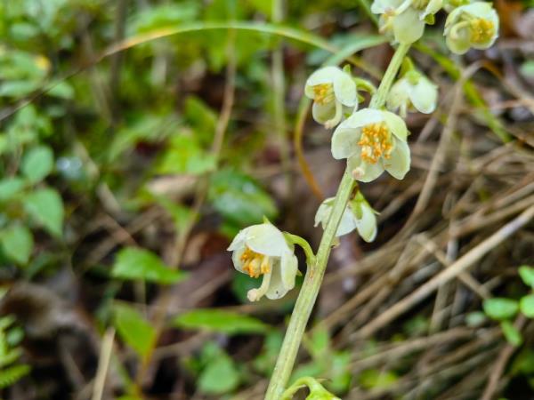 重庆阴条岭国家级自然保护区首次发现鹿蹄草 重庆阴条岭国家级自然保护区首次发现鹿蹄草