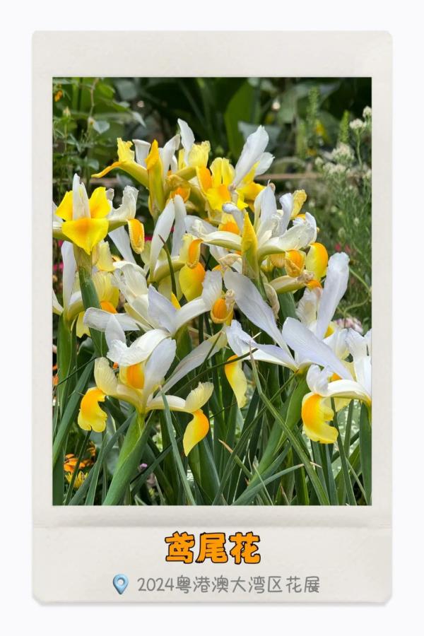 湾区繁花开，你识得多少种？