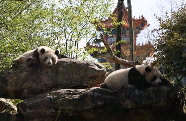 法国:春天里看大熊猫 法国:春天里看大熊猫