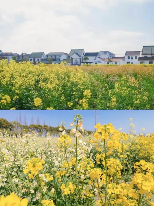 【名镇】长三角的油菜花开好了，你打卡了吗🥰 🥰 🥰？