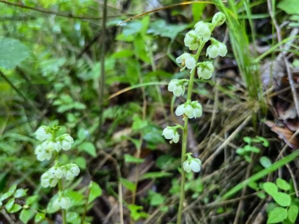 重庆阴条岭国家级自然保护区首次发现鹿蹄草 重庆阴条岭国家级自然保护区首次发现鹿蹄草