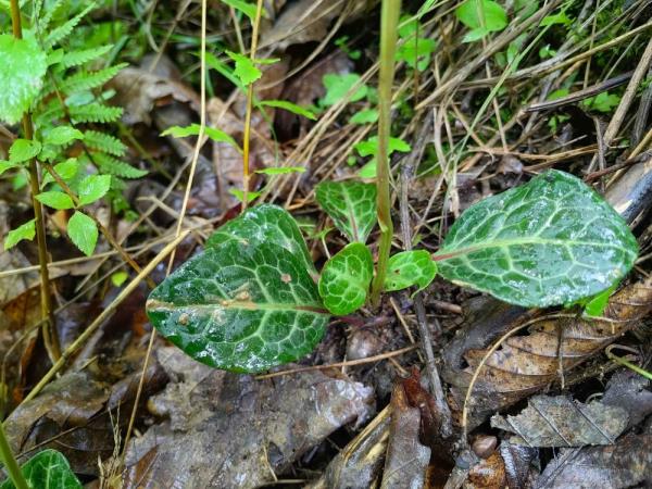 重庆阴条岭国家级自然保护区首次发现鹿蹄草 重庆阴条岭国家级自然保护区首次发现鹿蹄草