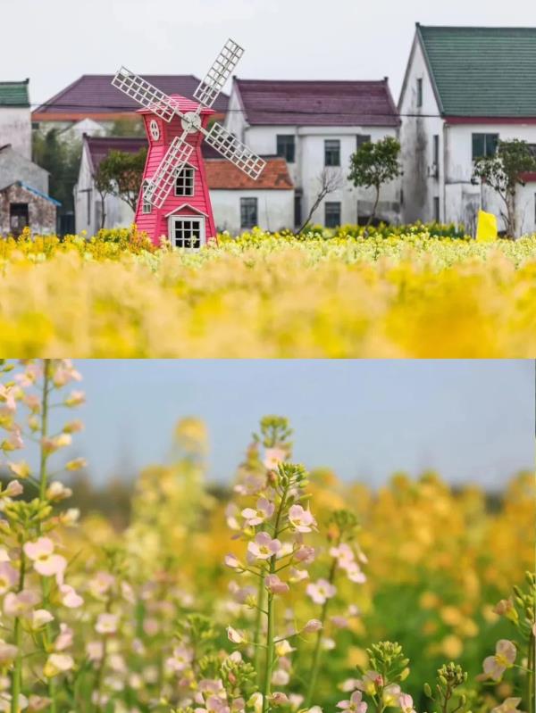 【名镇】长三角的油菜花开好了，你打卡了吗🥰 🥰 🥰？