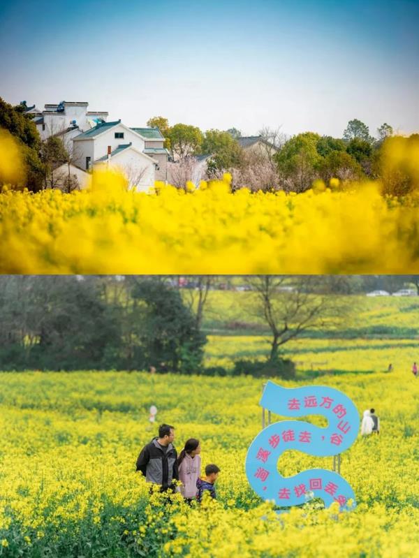 【名镇】长三角的油菜花开好了，你打卡了吗🥰 🥰 🥰？