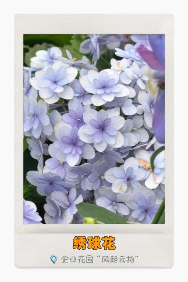 湾区繁花开，你识得多少种？