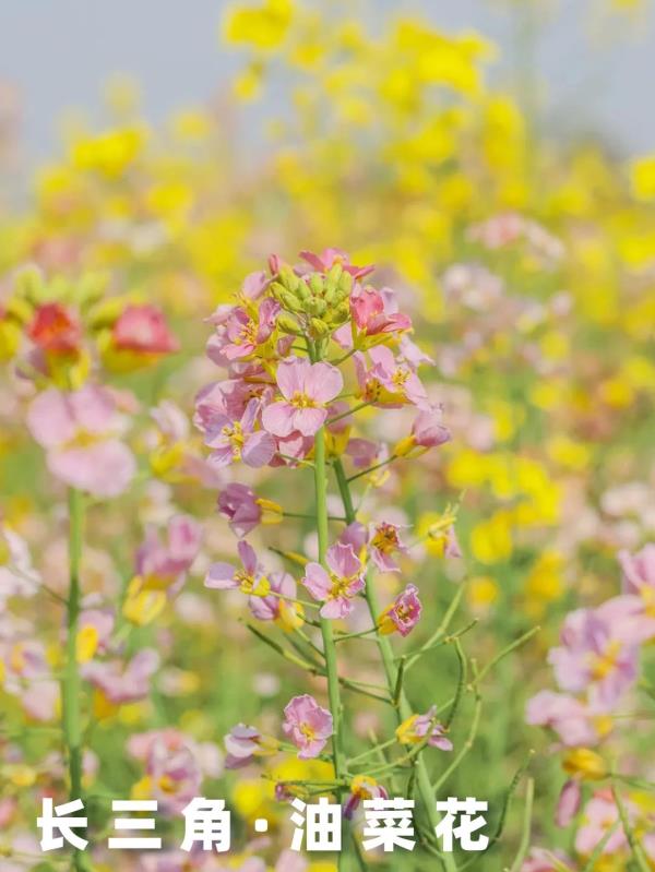 【名镇】长三角的油菜花开好了，你打卡了吗🥰 🥰 🥰？