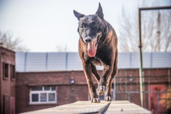 为最忠诚的无言战友点赞！武警警犬专业训练又帅又勇