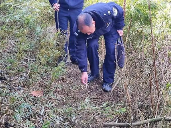 17只羊,齐了! 17只羊,齐了!